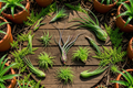 Tillandsia Air Plants 50-Pack | Live Bulks for Party Favors & Decor