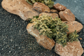 Golden Variegated Sage Live Plant (Salvia officinalis) Rooted Starter Plant