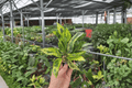 Codiaeum variegatum Starter Plants (2) Variegated Croton Live Plants