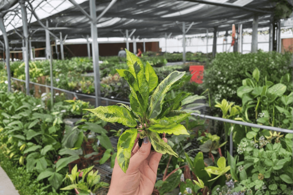 Codiaeum variegatum Starter Plants (2) Variegated Croton Live Plants