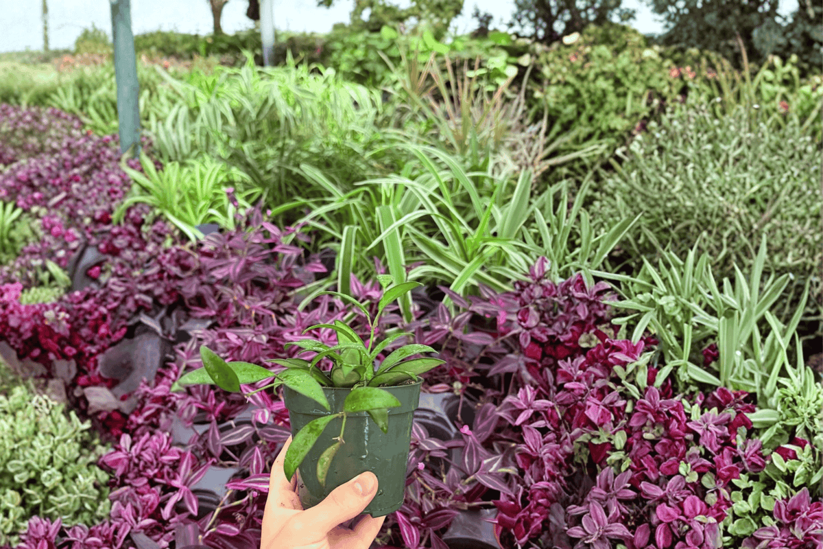 Hoya Rosita - 2 Live Plants in 4-Inch Pots | Hoya rosita