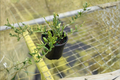 Hoya Engleriana Live Plant - 4 Inch Rooted Hoya Epiphytic Trailing Houseplant