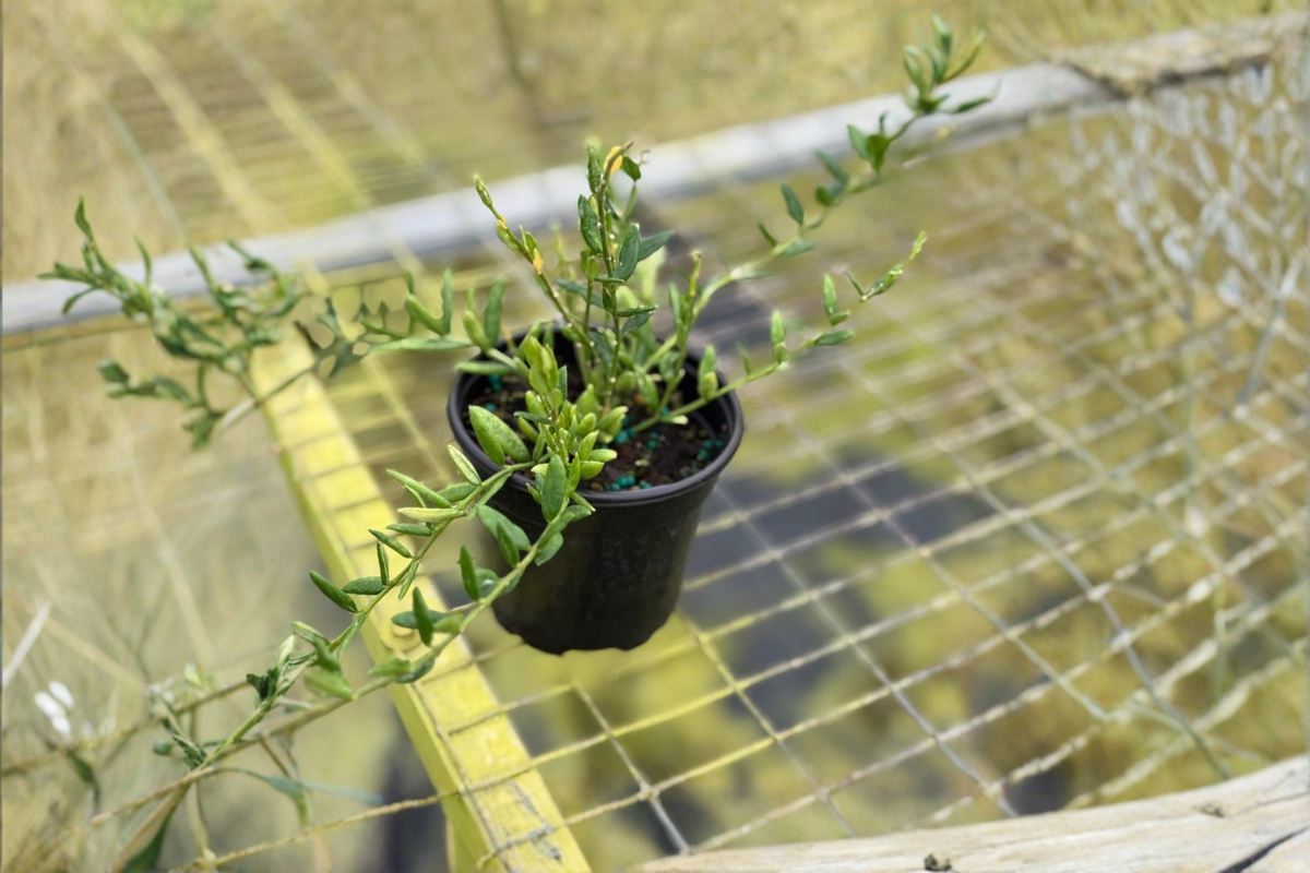 Hoya Engleriana Live Plant - 4 Inch Rooted Hoya Epiphytic Trailing Houseplant