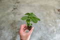Red Desert Rose (Adenium obesum) Starter Plants – 2 Live Bare-Root