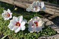 Rose of Sharon Hibiscus syriacus Double White 1 Gal Live Plant