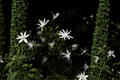 Night Blooming Jasmine Live Starter Plant – Cestrum nocturnum, Well-Rooted Plant in Pot