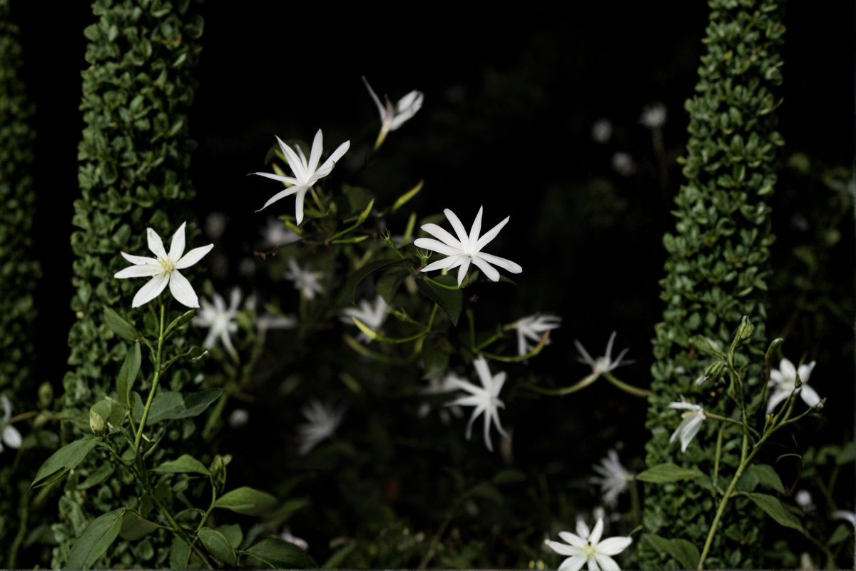 Night Blooming Jasmine Live Starter Plant – Cestrum nocturnum, Well-Rooted Plant in Pot