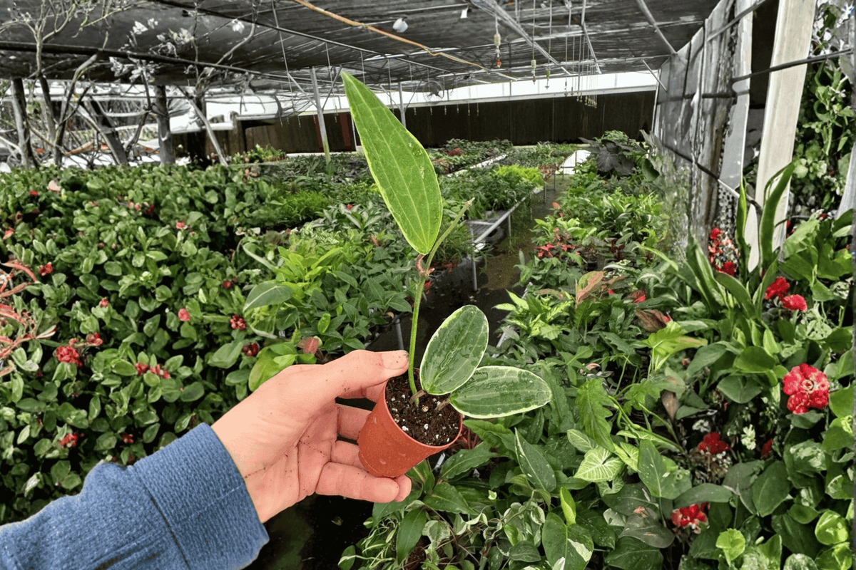 Variegated Hoya Macrophylla - 2 Live Starter Plants in 2-Inch Pots