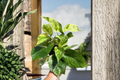 Marble Queen Pothos Live Plant - Rooted Cutting / Starter Plant (Epipremnum aureum 'Marble Queen')