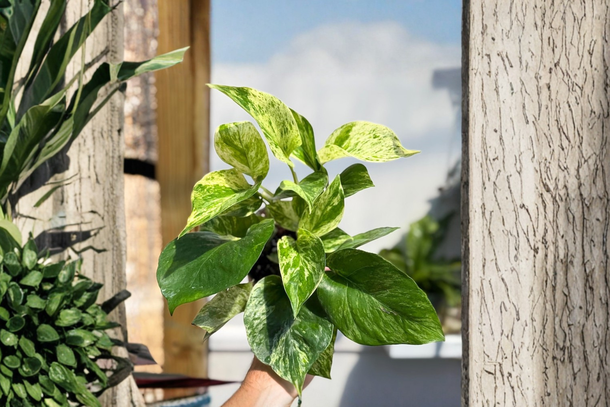 Marble Queen Pothos Live Plant - Rooted Cutting / Starter Plant (Epipremnum aureum 'Marble Queen')