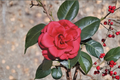 Japanese Camellia Tom Knudsen 3 Gallon Live Plant Camellia japonica Red Flowering Evergreen Shrub