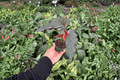 Begonia Lynda Dawn Starter Plants (2) – Bare Root in Soil Pods