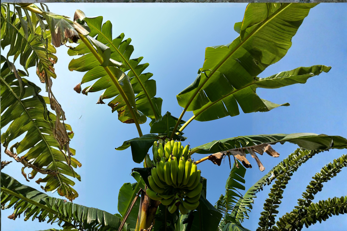 Basjoo Banana Live Rooted Starter Plant Musa basjoo - Cold-Hardy Ornamental Banana