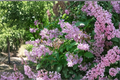 Donald Wyman Lilac Live Plant - Syringa × prestoniae ‘Donald Wyman’ | 2 Gallon Pot