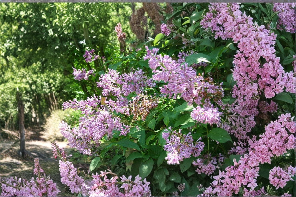 Donald Wyman Lilac Live Plant - Syringa × prestoniae ‘Donald Wyman’ | 2 Gallon Pot