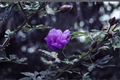 Blue Hibiscus Alyogyne huegelii Starter Plant - Well-Rooted in Container