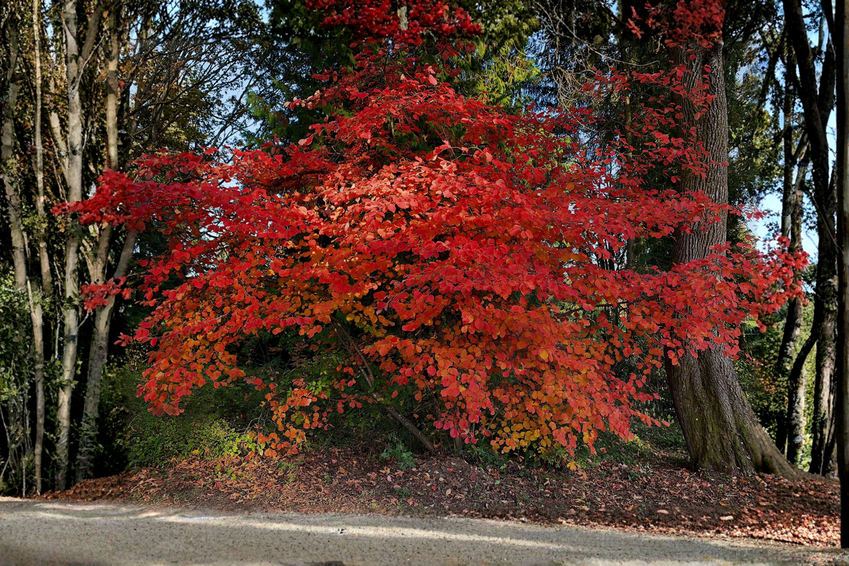 Burning Bush 'Compacta' 2-Pack — Euonymus alatus 'Compacta' 6–12in in 4-Inch Pots