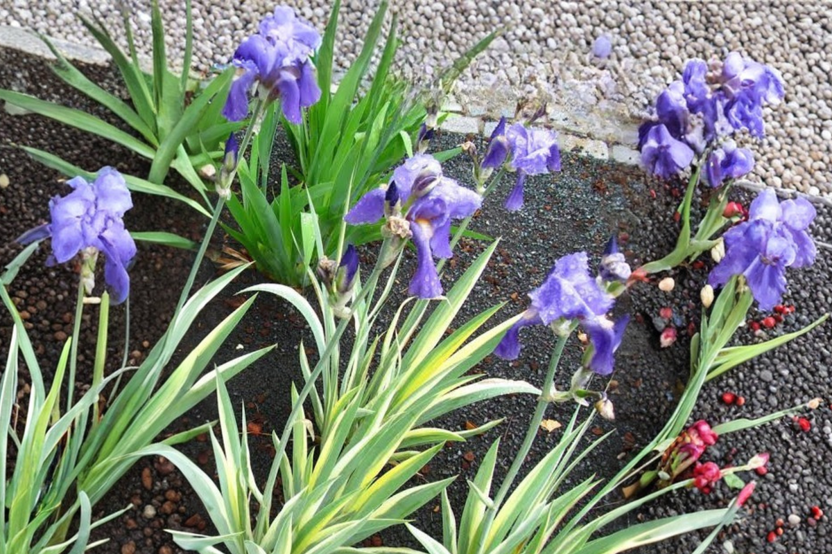 Variegated Iris Live Plant - Light Purple Perennial Starter Plant