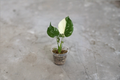 Monstera Thai Constellation Live Plant - 3–4 Inch Rooted Starter