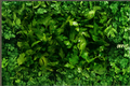 Curly Parsley Live Plant - Rooted Starter Herb (Petroselinum crispum) Shipped Without Pot