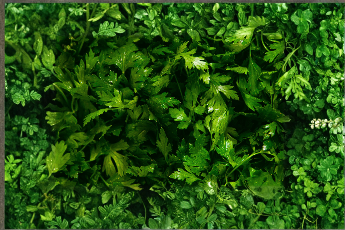 Curly Parsley Live Plant - Rooted Starter Herb (Petroselinum crispum) Shipped Without Pot