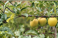 Ein Shemer Apple Tree - Self-Pollinating Yellow Early-Season Fruit Tree, Ready to Plant
