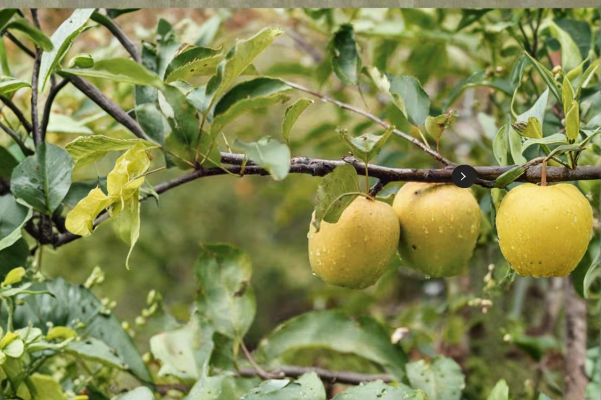 Ein Shemer Apple Tree - Self-Pollinating Yellow Early-Season Fruit Tree, Ready to Plant