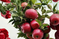 Semi Dwarf Apple Tree Seeds – 4+ Seeds for Orchard, Garden, or Container Planting