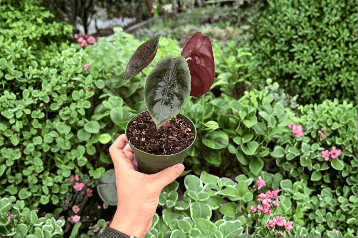 Alocasia Cuprea - 2 Live Plants in 4-Inch Pots (Exact Plants)