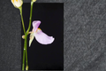 Bladderwort Utricularia blanchetii 4 Live Plants - Carnivorous Terrestrial Starter Pack