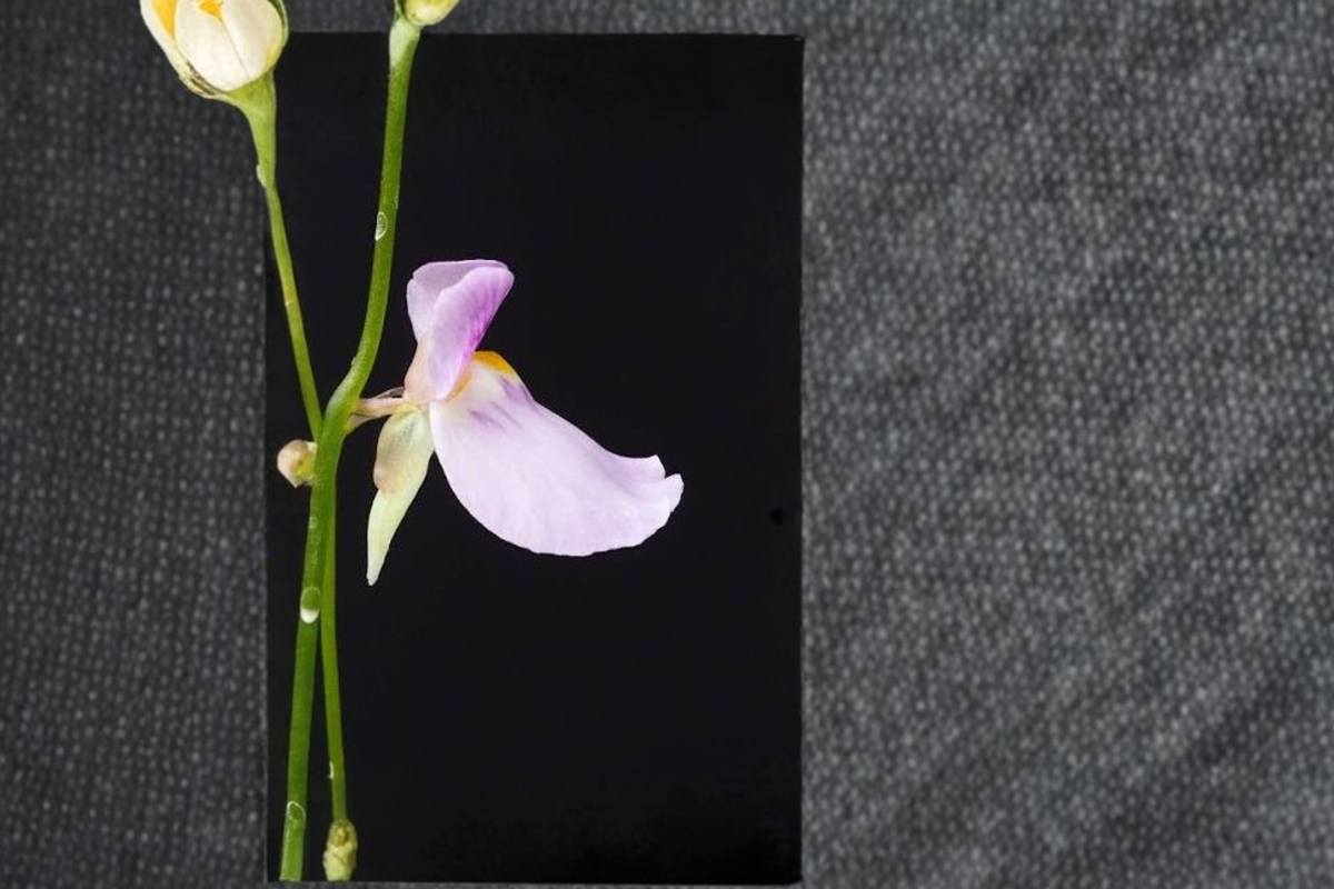 Bladderwort Utricularia blanchetii 4 Live Plants - Carnivorous Terrestrial Starter Pack