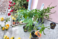 Red Lady Papaya Dwarf Tree Live Plant - Approx 2 ft, No CA Ship
