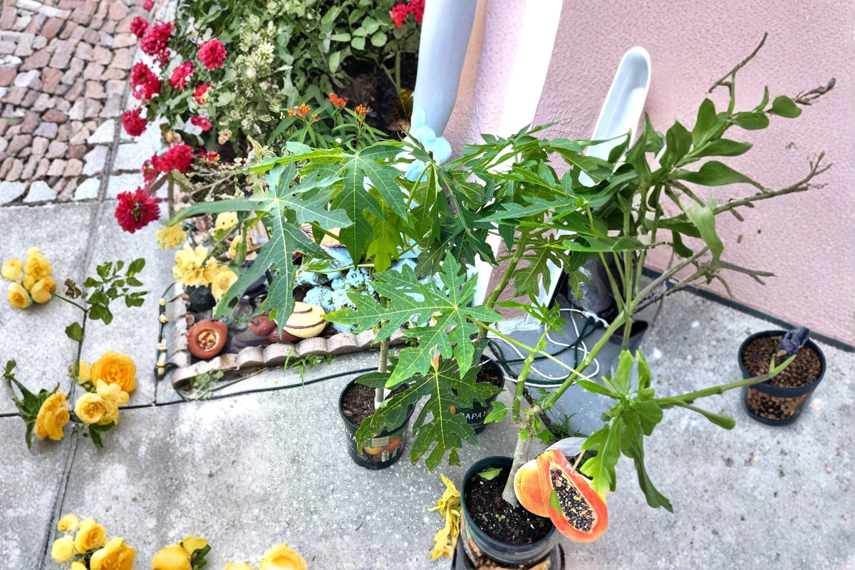 Red Lady Papaya Dwarf Tree Live Plant - Approx 2 ft, No CA Ship