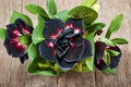 Desert Rose Seeds (Adenium obesum) Mixed Color - 5 Seeds