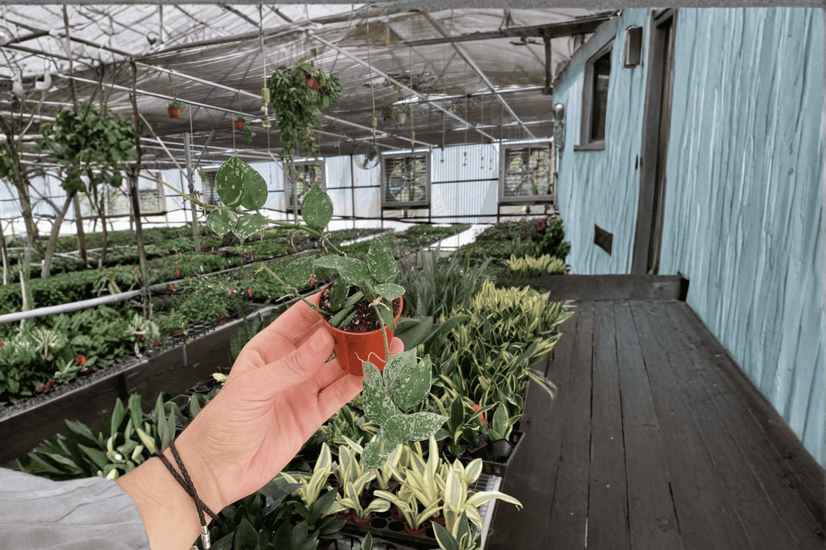 Hoya Krohniana Splash Starter Plants (2) – Bare Root, 2-Inch Pots