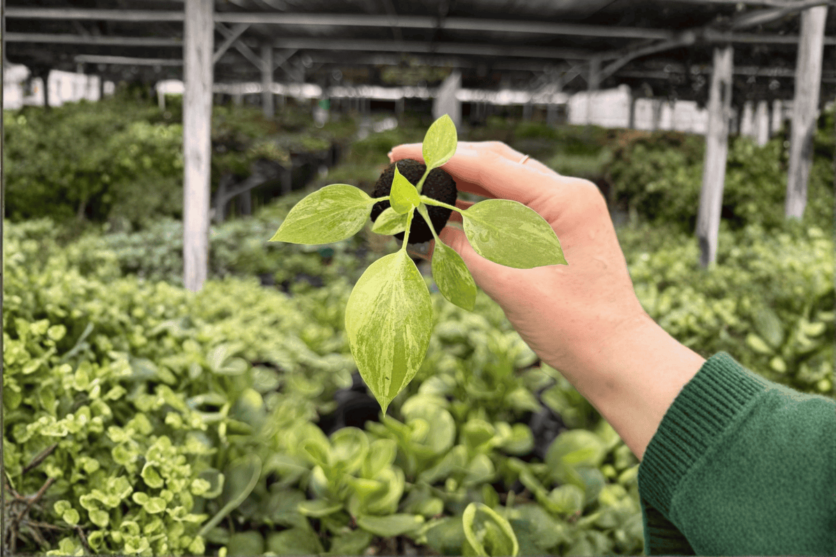 Philodendron warszewiczii Variegata Starter Plants – 2 Live Plants