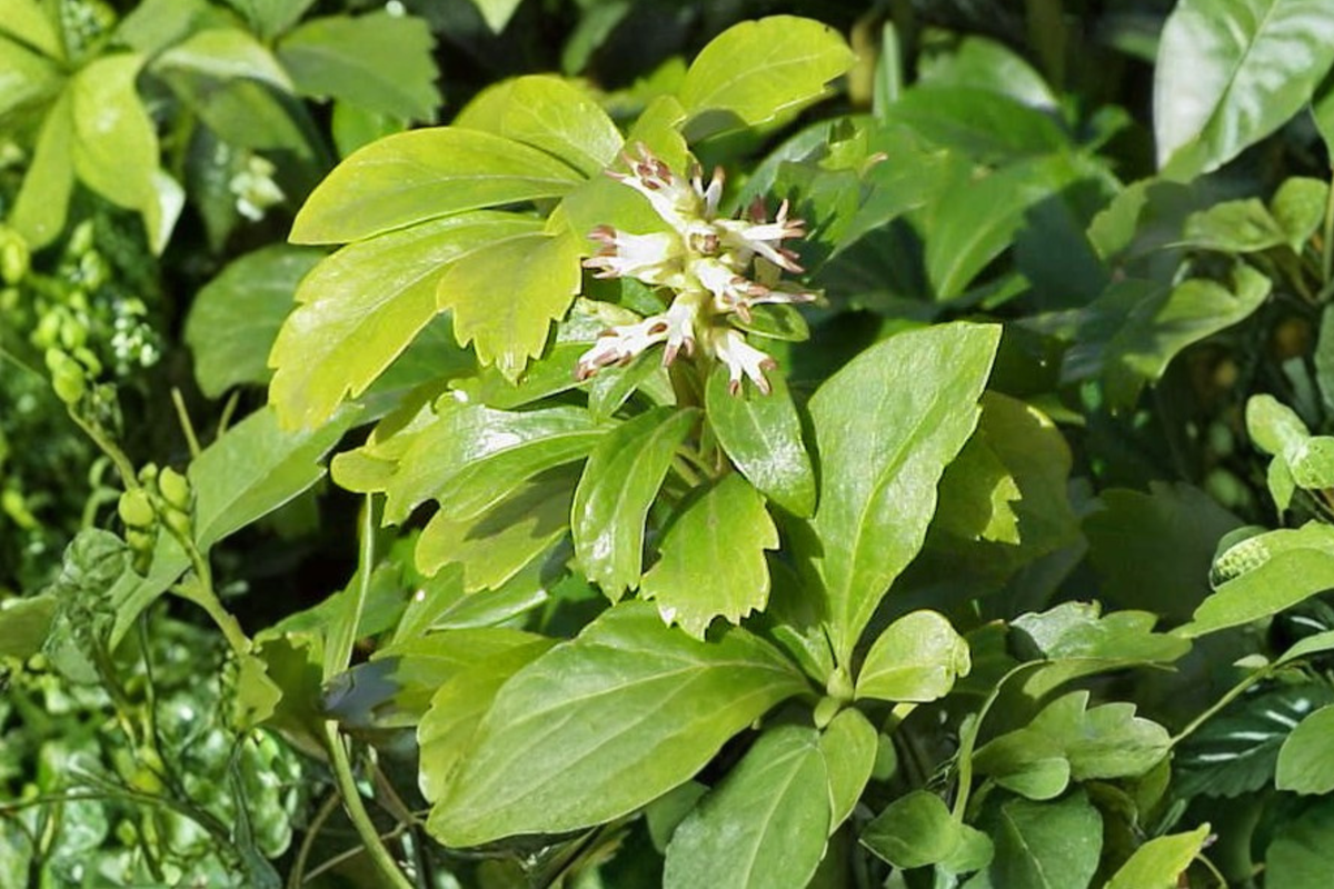 Japanese Spurge Live Plants – 35 Pack | Pachysandra terminalis Ground Cover