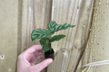Calathea Freddie Goeppertia concinna ‘Freddie’ Starter Live Plants – 2 small starter plants
