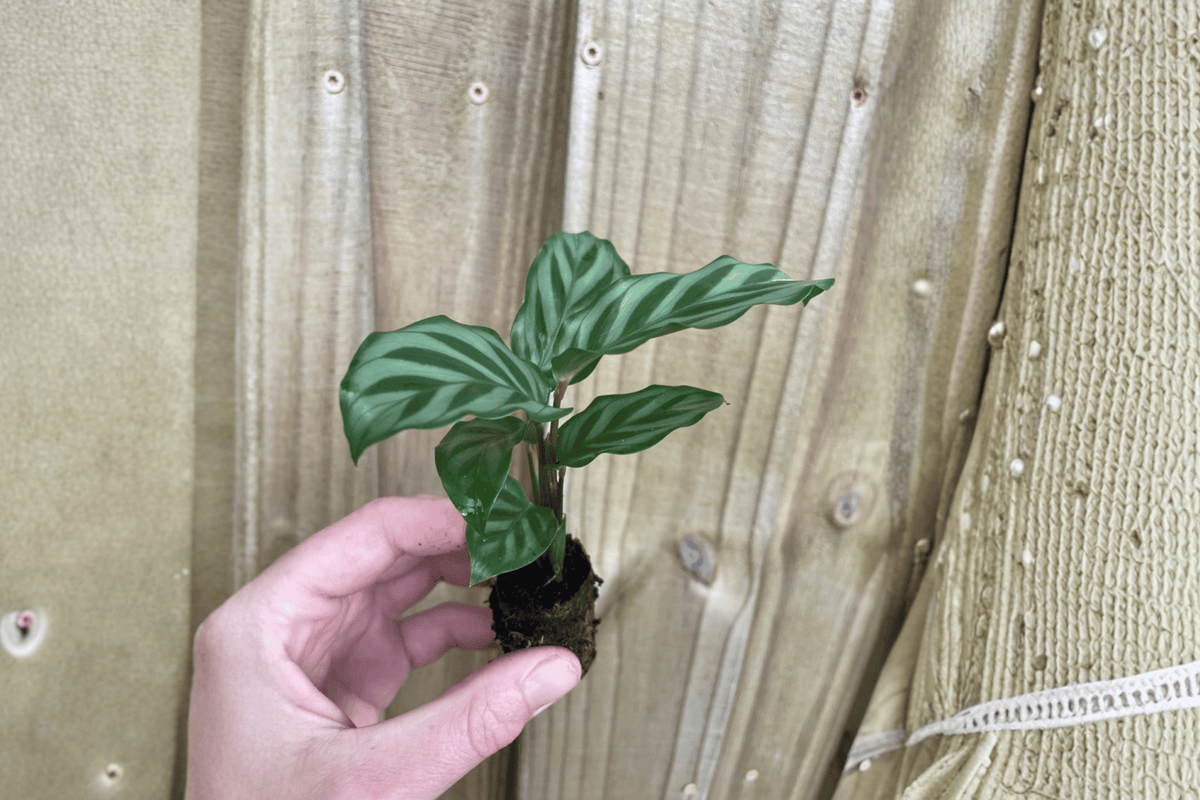 Calathea Freddie Goeppertia concinna ‘Freddie’ Starter Live Plants – 2 small starter plants