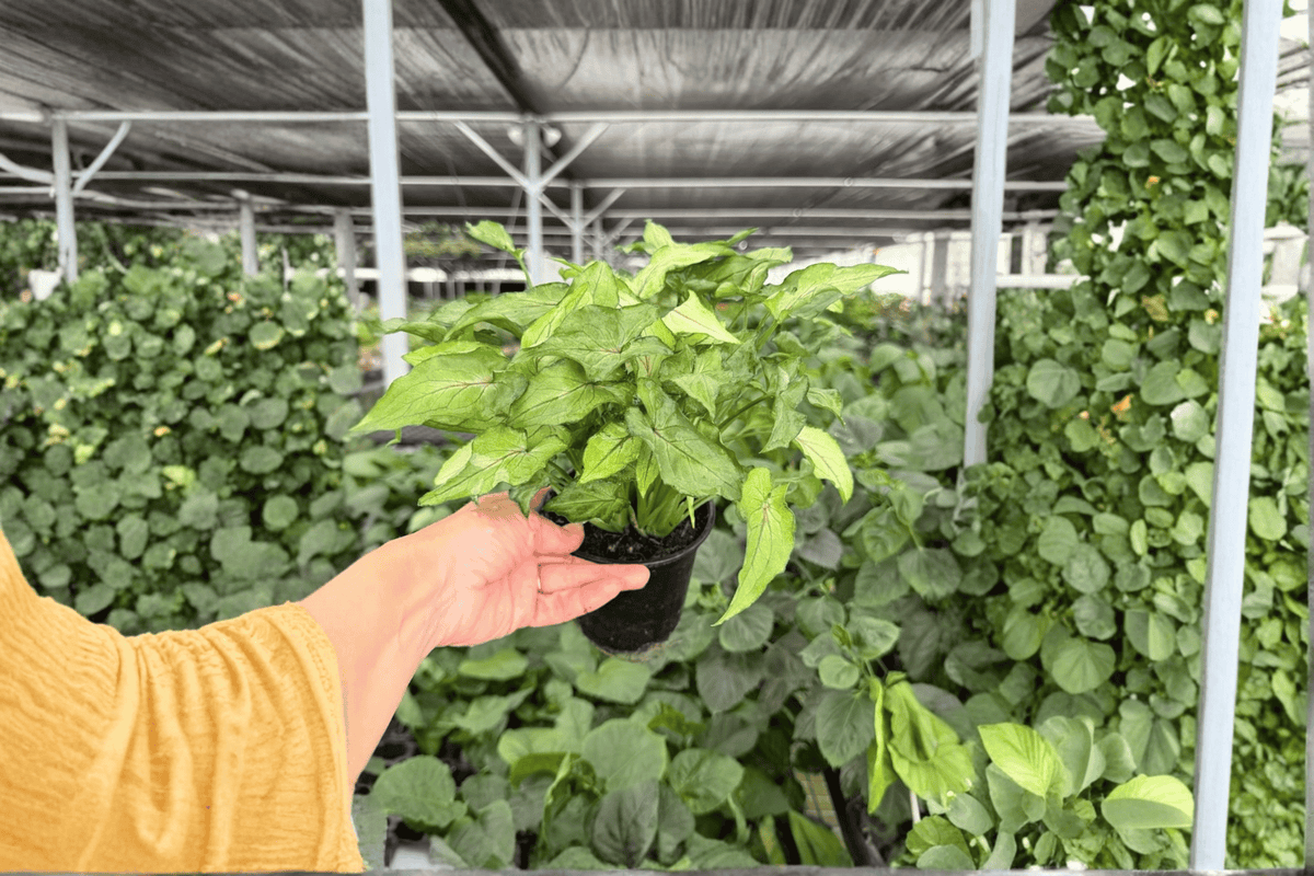 Syngonium Red Yami Live Plants – 2 Pack, 4-Inch Pots | Syngonium podophyllum