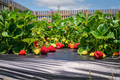 Toscana Strawberry Live Starter Plant (Fragaria × ananassa 'Toscana') – 1 Starter Plant