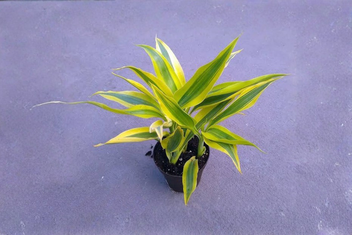 Dracaena Tornado Live Plant in 4-Inch Pot | Dracaena fragrans Curly Houseplant