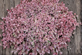 Sedum 'Firecracker' Live Plant - 4-Inch Pot
