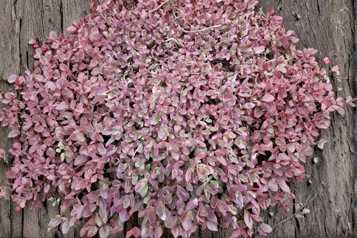 Sedum 'Firecracker' Live Plant - 4-Inch Pot