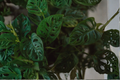 Monstera Adansonii Swiss Cheese Live Rooted Plant – Well-Rooted Houseplant