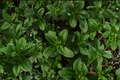 Julep Mint Live Plant | Rooted Starter Mint (Mentha spicata) 4–6 Inch – Free Shipping