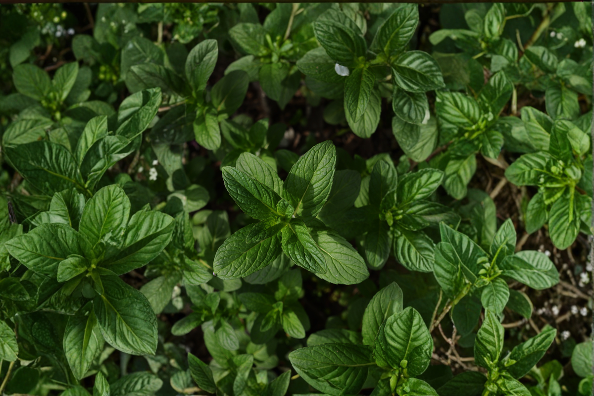 Julep Mint Live Plant | Rooted Starter Mint (Mentha spicata) 4–6 Inch – Free Shipping