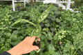 Aglaonema Snowflake Starter Plants (2) in Plugs – Live 2-Inch Nursery Size