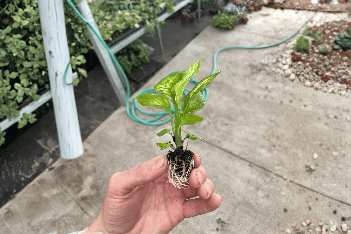 Dieffenbachia Vesuvius Starter Plants (2) – Live 2-Inch Pots, Unrooted/Established Roots
