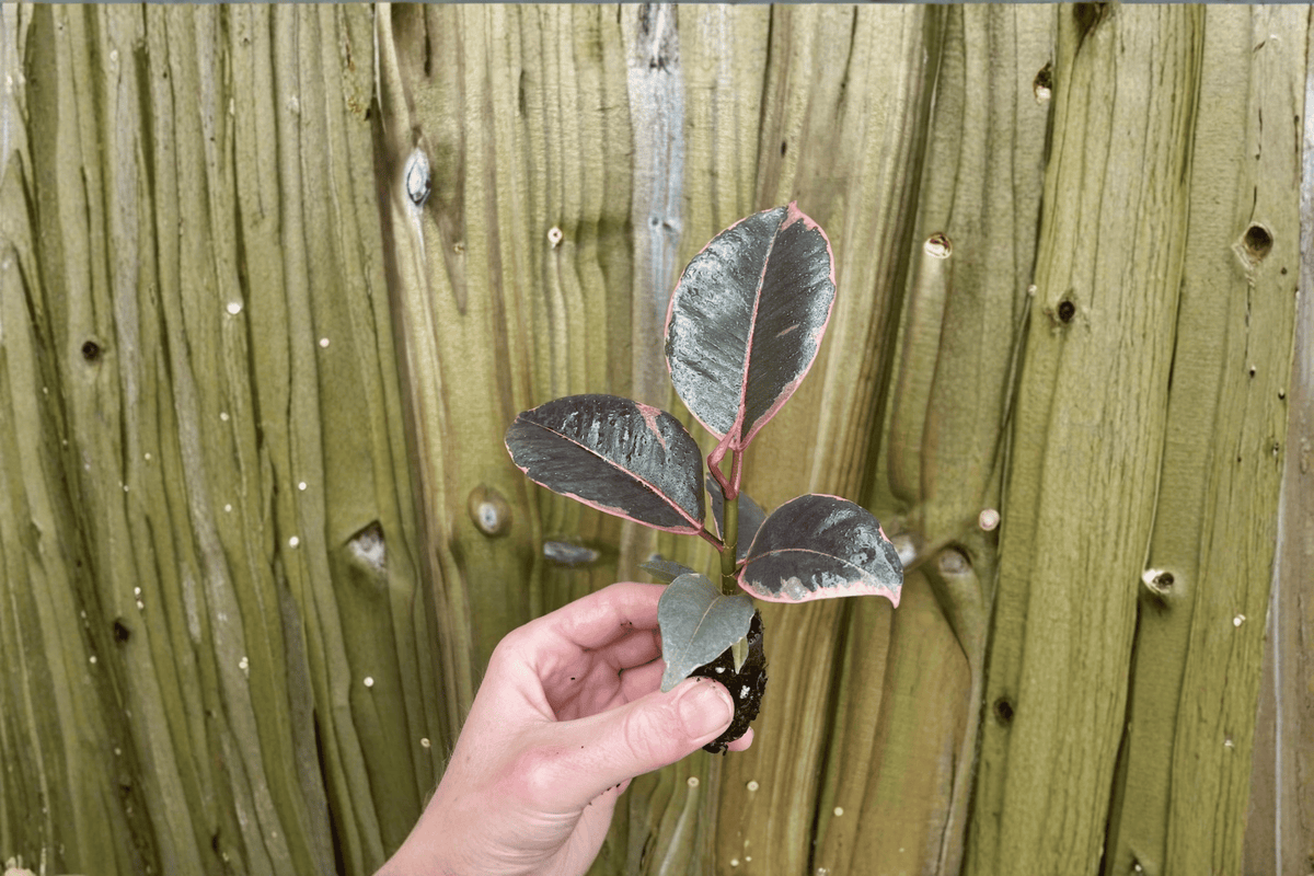 Ficus Ruby Live Starter Plants (2) Bare Root in Soil Pod - Ficus elastica 'Ruby'